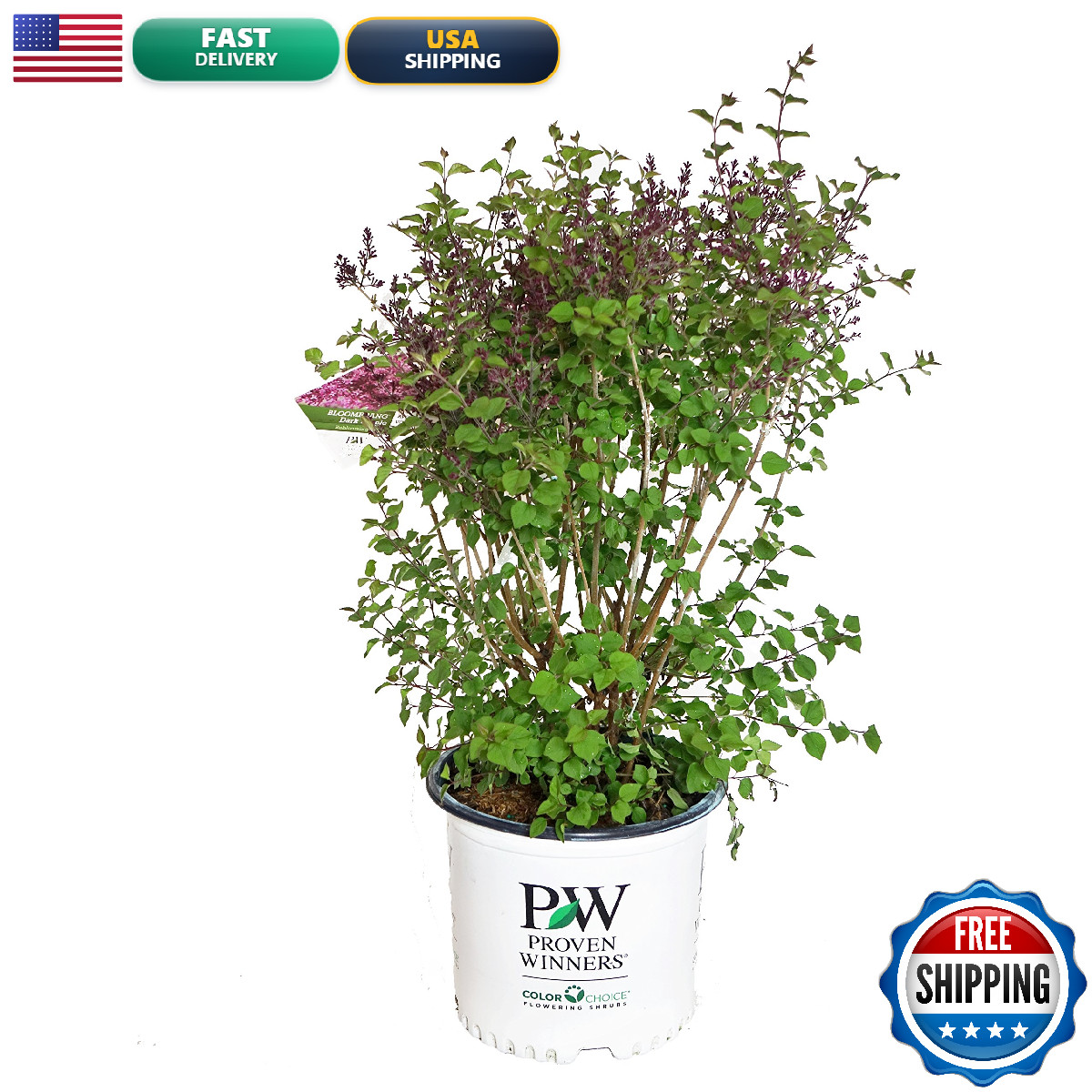 Green Promise Farms Proven Winners – Syringa X Bloomerang Dark Purple
