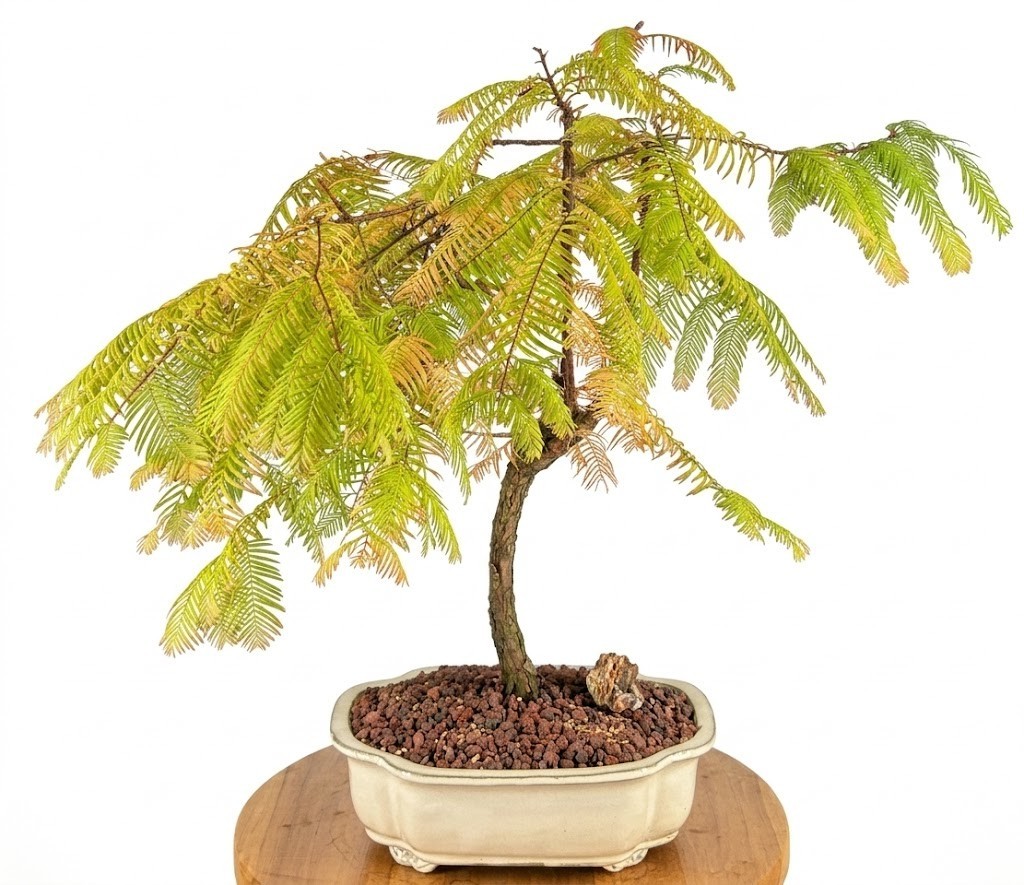 Live 16 Yr Old Dawn Redwood Bonsai Tree Metasequoia Glyptostroboides 23″H Specim