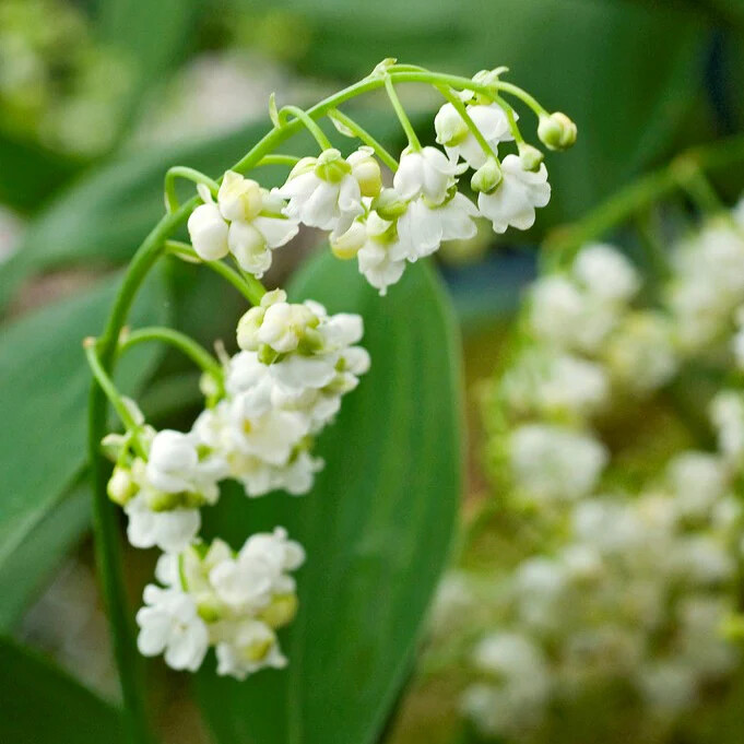 Lily of the Valley (Convallaria Majalis) Bare-root