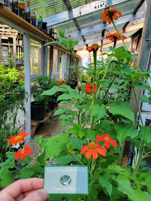 MEXICAN SUNFLOWER Seeds Bees Butterflies Hummingbirds LOVE THEM! Pollinators
