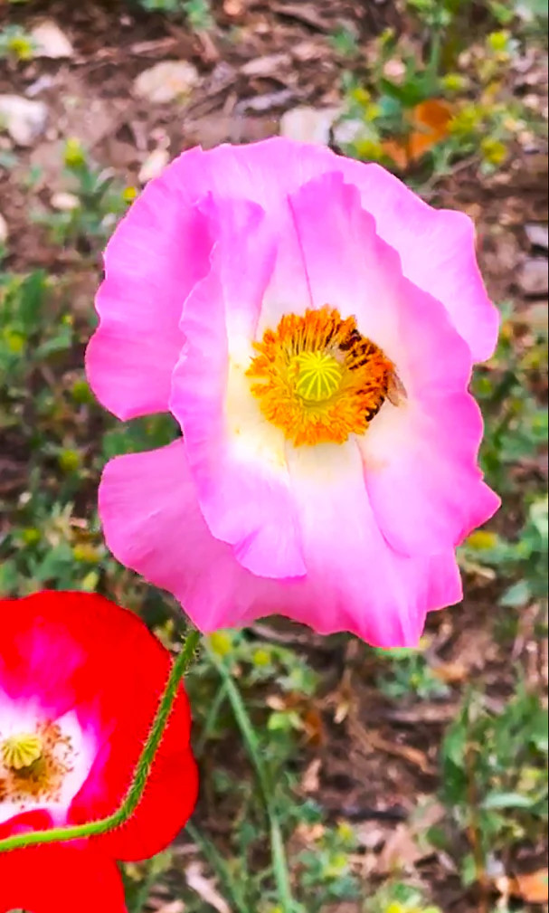 Single Mix Shirley Poppy Seeds | P.Rhoeas Pink Red Poppies Wild Flower Seed 2025