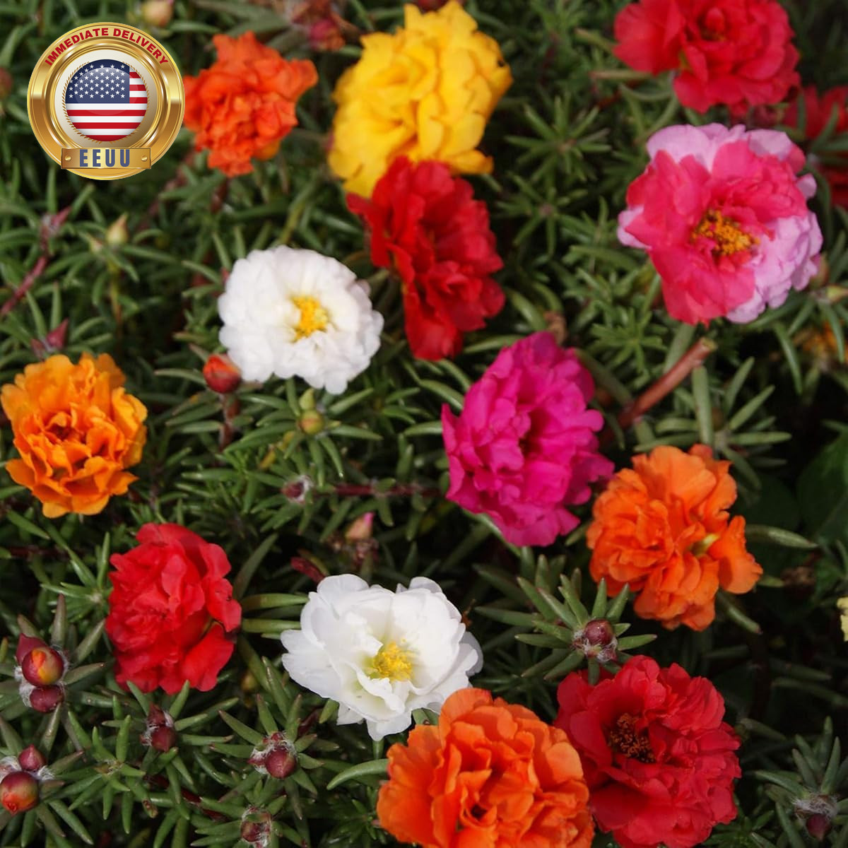 10000+ Portulaca Grandiflora Moss Rose Seeds Mixed Color Spreading for Planting