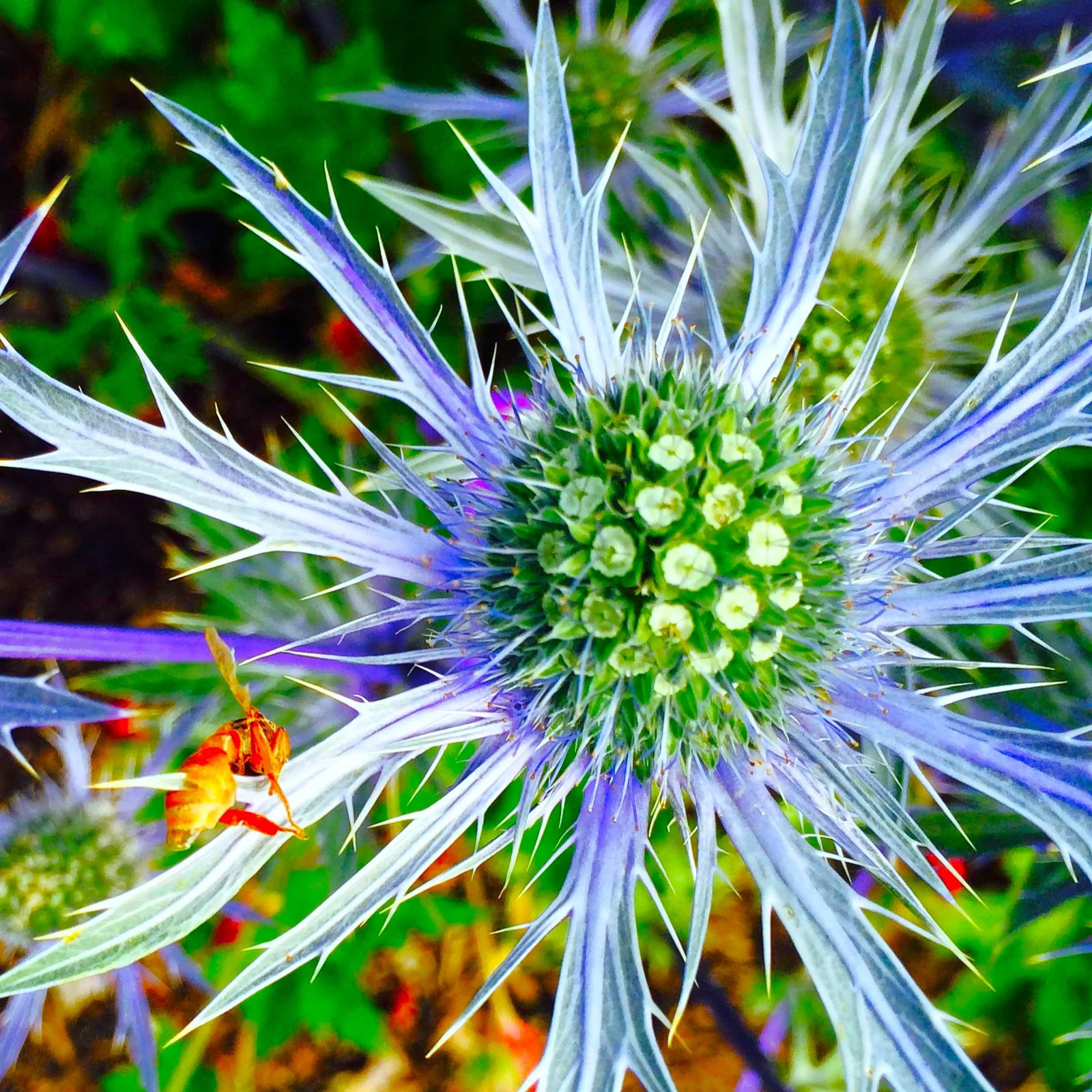 Sea Holly Seeds | Blue Thistle Eryngium Eryngo Flower Seed 2024 Fast Shipping