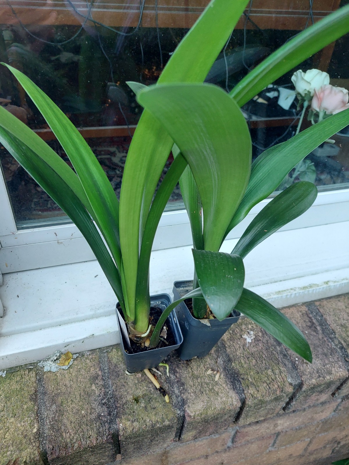 Clivia Miniata Broadleaf Belgian, 5y old, no flower, USA seller