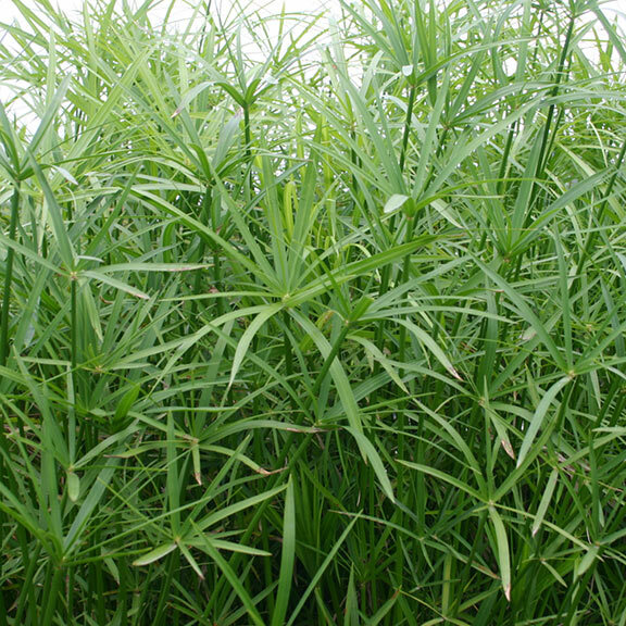 Live Umbrella Palm Tropical Marginal Pond Plant
