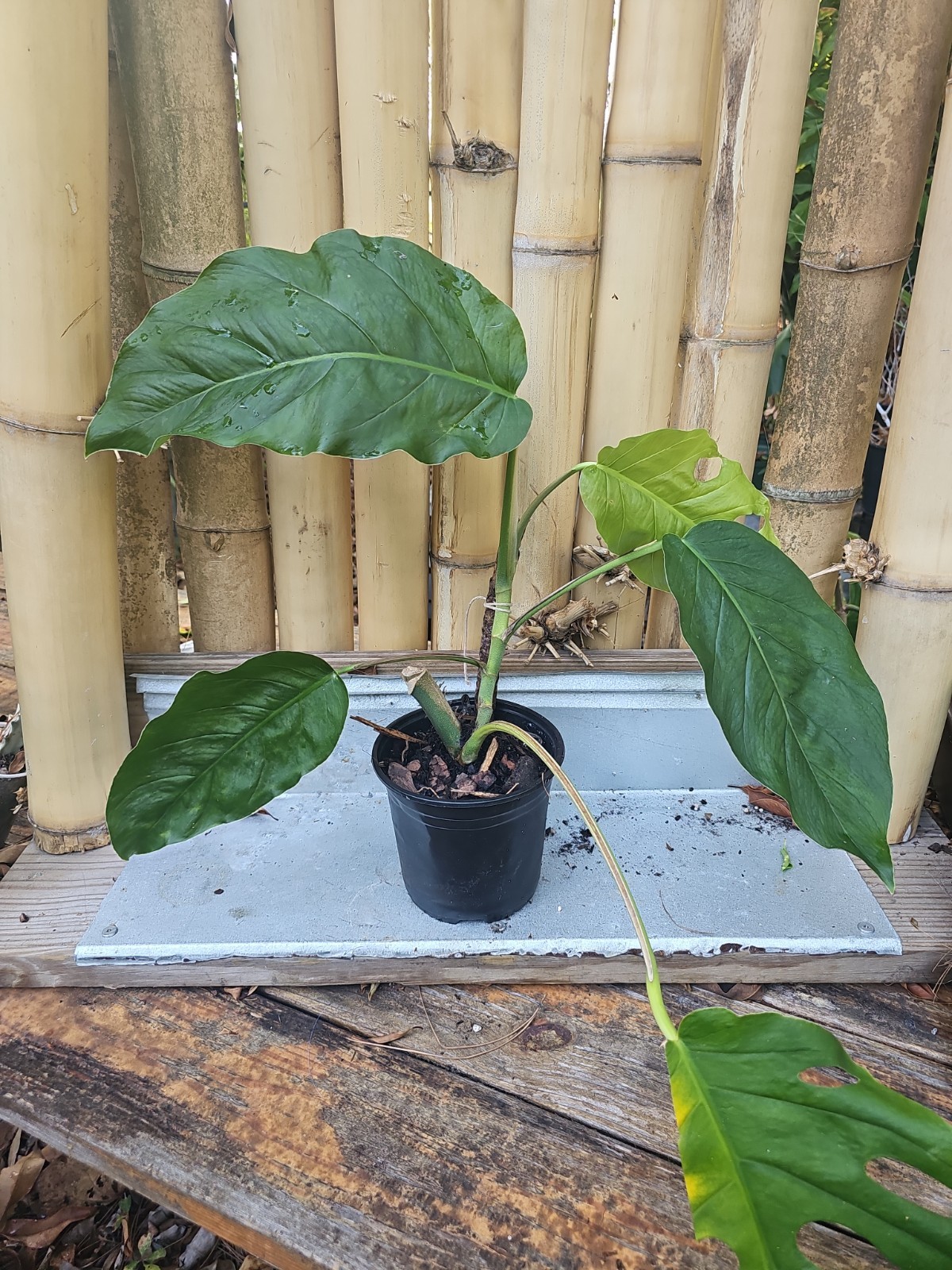 XL Monstera Dubia Mature Large Stem plant Fenestrated