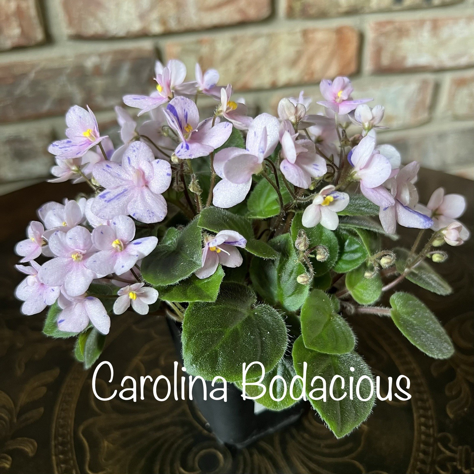 Buyers Choice Trailing Violet 3 Plant Collection. FREE SHIPPING!!!