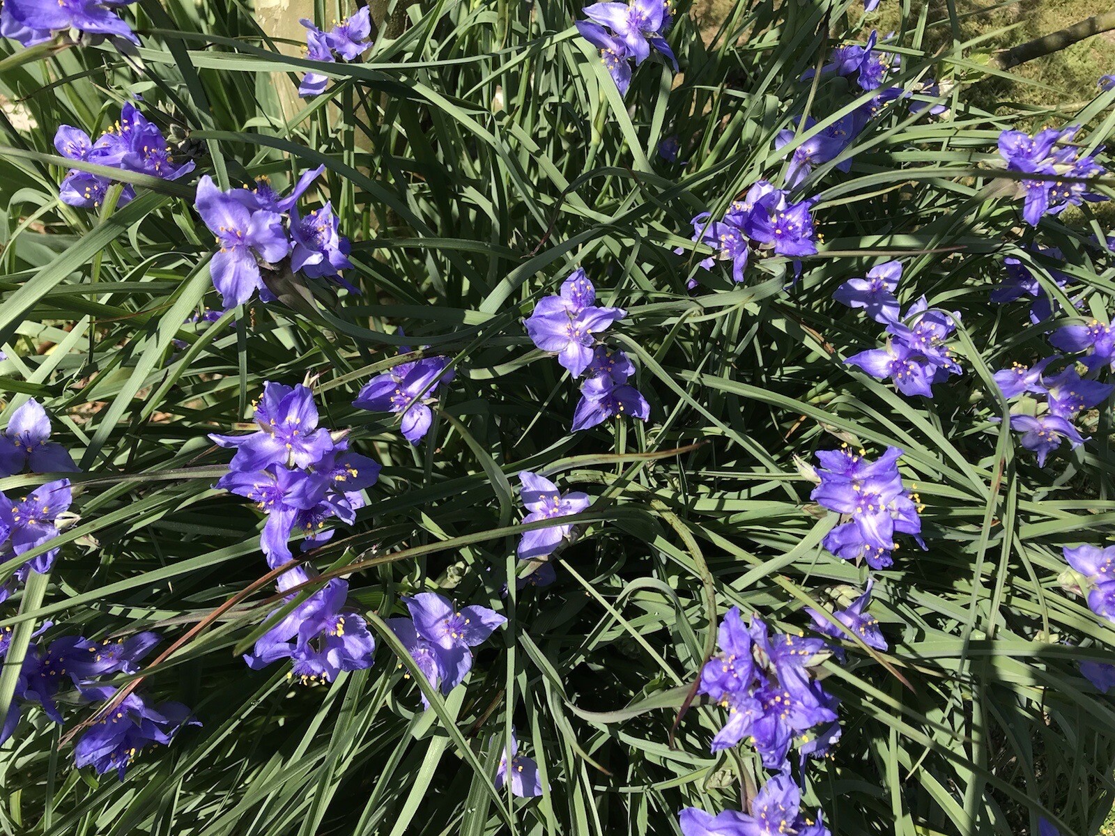 20 Spiderwort Tradescantia Plant Rhizome Bulb Perennial Purple Flower Widow Tear