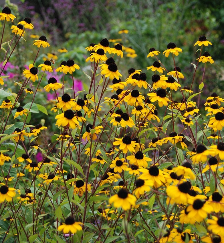 30 Rudbeckia Triloba seeds