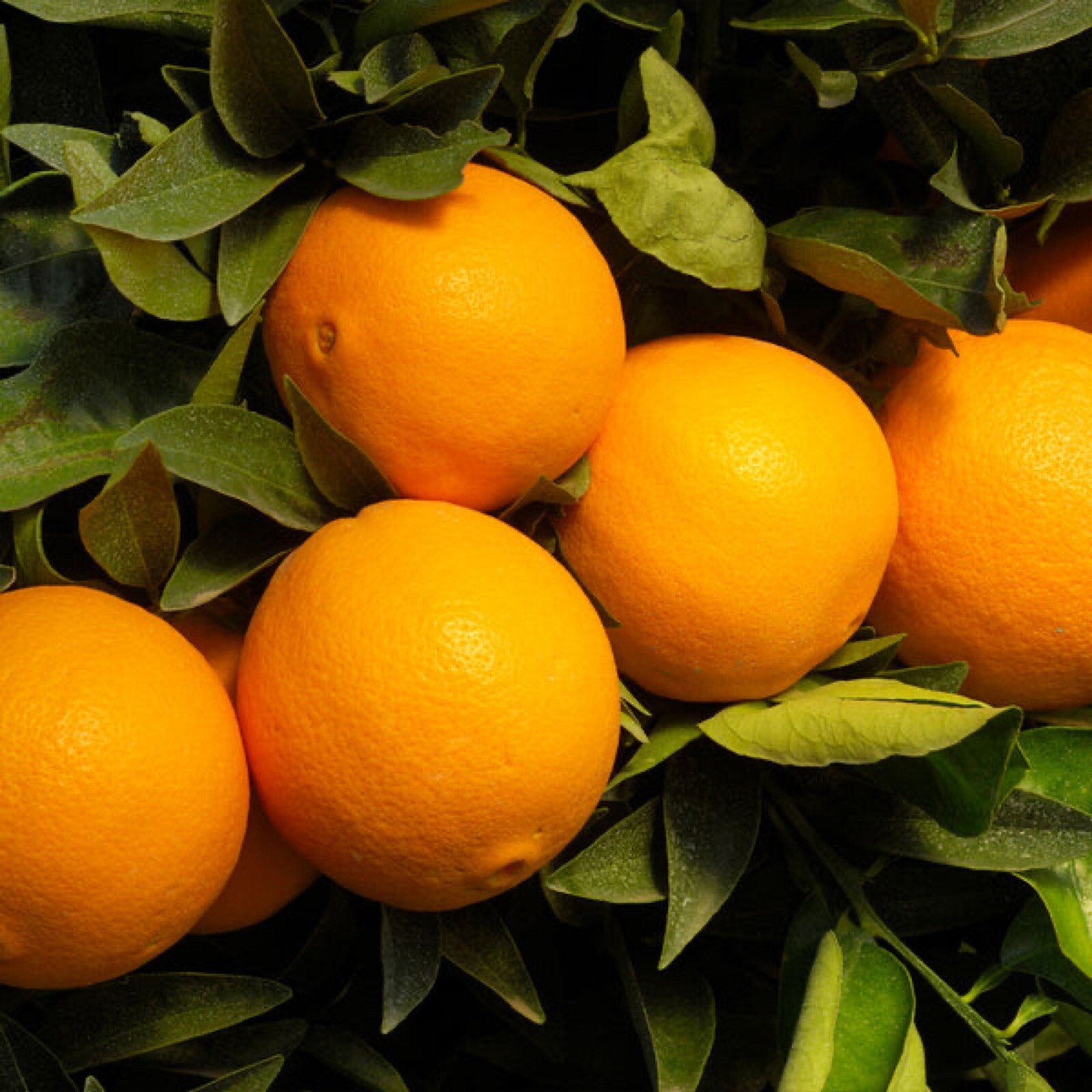 California only! Robertson Navel Orange Tree 36″-48″ tall, grafted