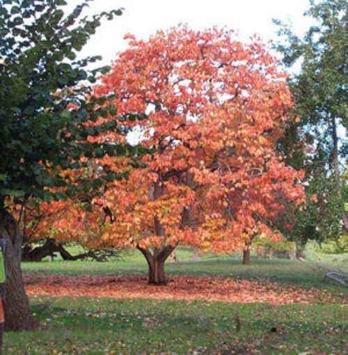 American Common Persimmon Tree~Diospyros virginiana~Well Rooted Starter Plant –