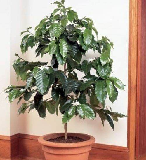 ~~ARABICA COFFEE BEAN~~Rooted Starter Plant~~Brew Your Own Coffee!~~GREAT GIFT!