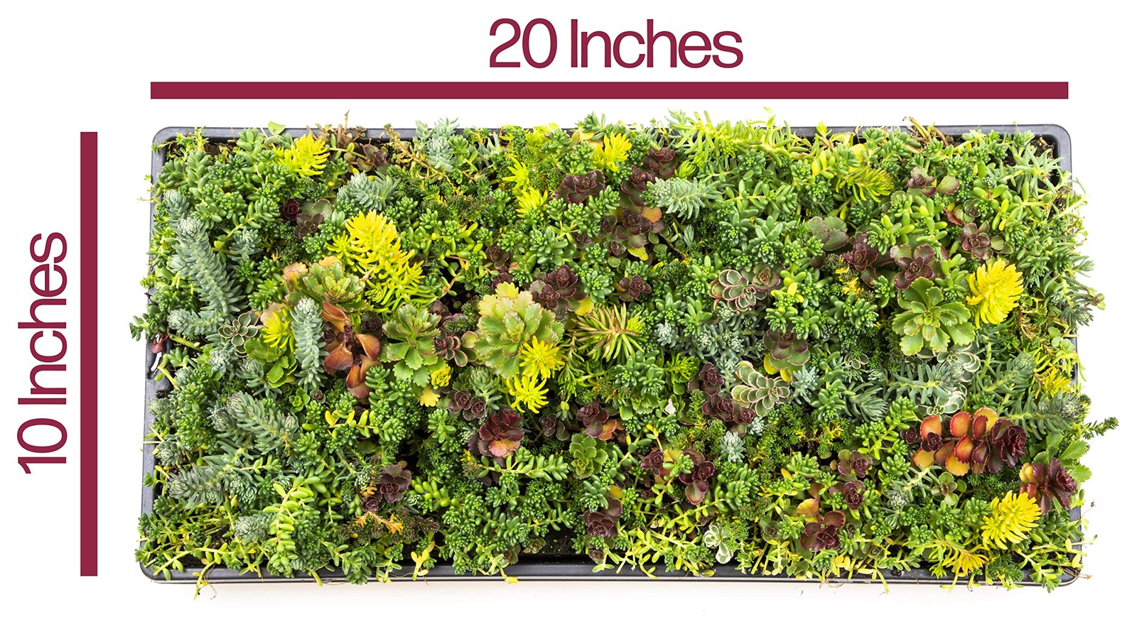 Live Sedum Succulent Mat 10 In. By 20 In. Plant Tray For Landscaping Stonecrop