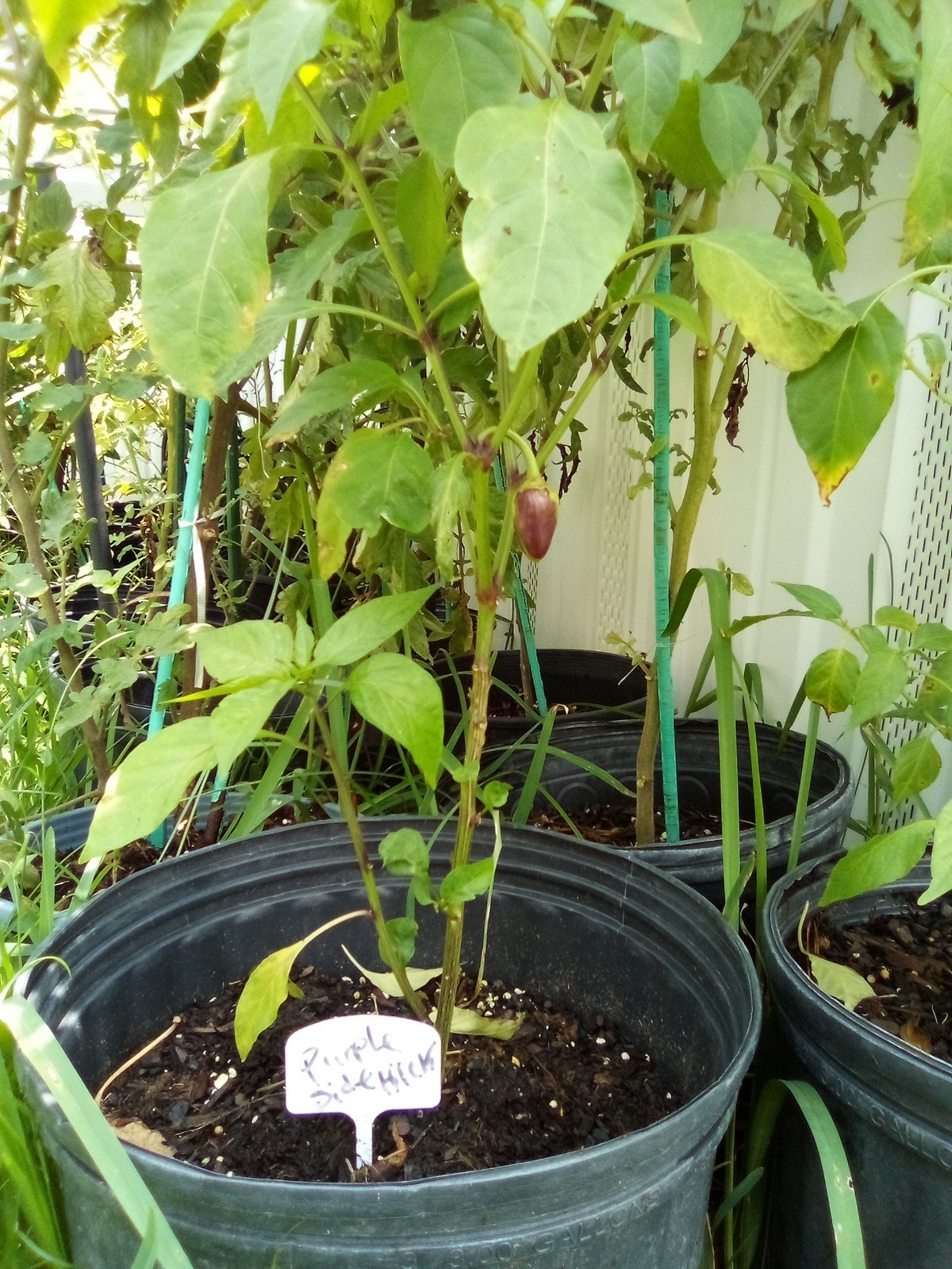 Purple Side Kick Pepper Seeds (Sweet &Spicy)
