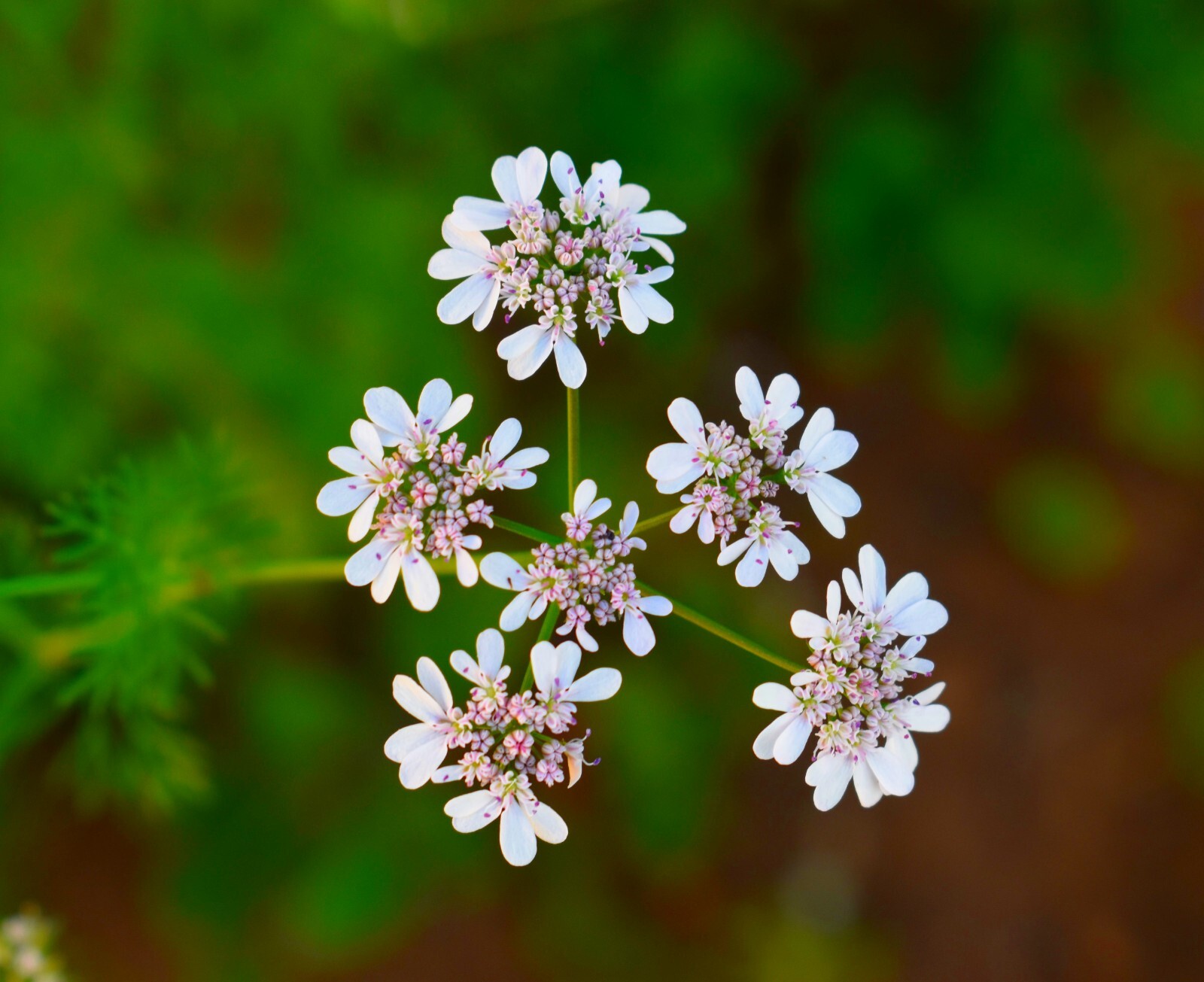 250 Cilantro Seeds – Coriandrum sativum – Non-GMO Medicinal and Culinary Herb