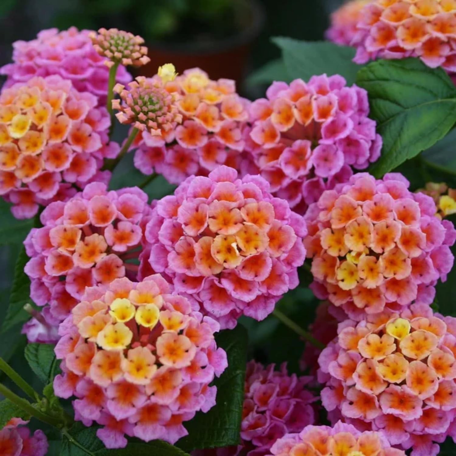 Lantana Flower Seeds for Planting – 300+ Mixed Color to Pink
