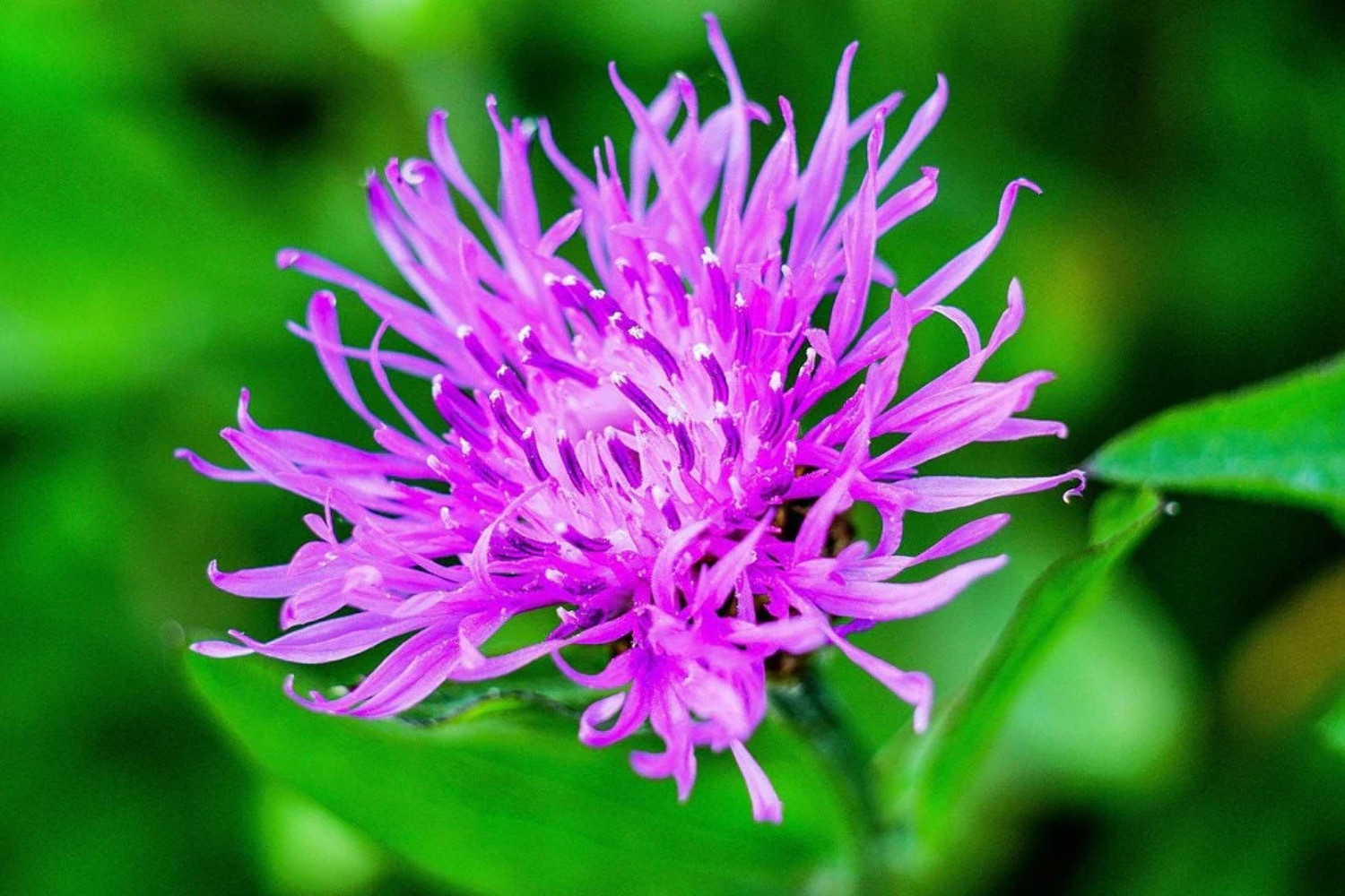 1000 Mixed BACHELORS BUTTON CORNFLOWER Centaurea Seeds