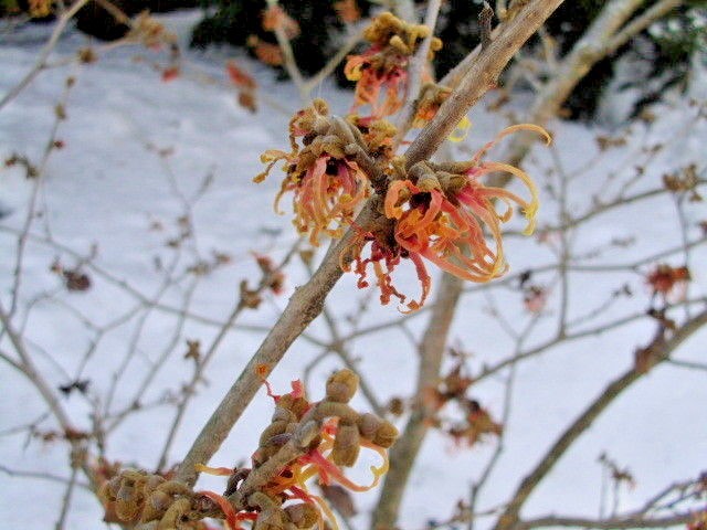10 STRAWBERRIES AND CREAM WITCH HAZEL SEEDS – Hamamelis x intermedia