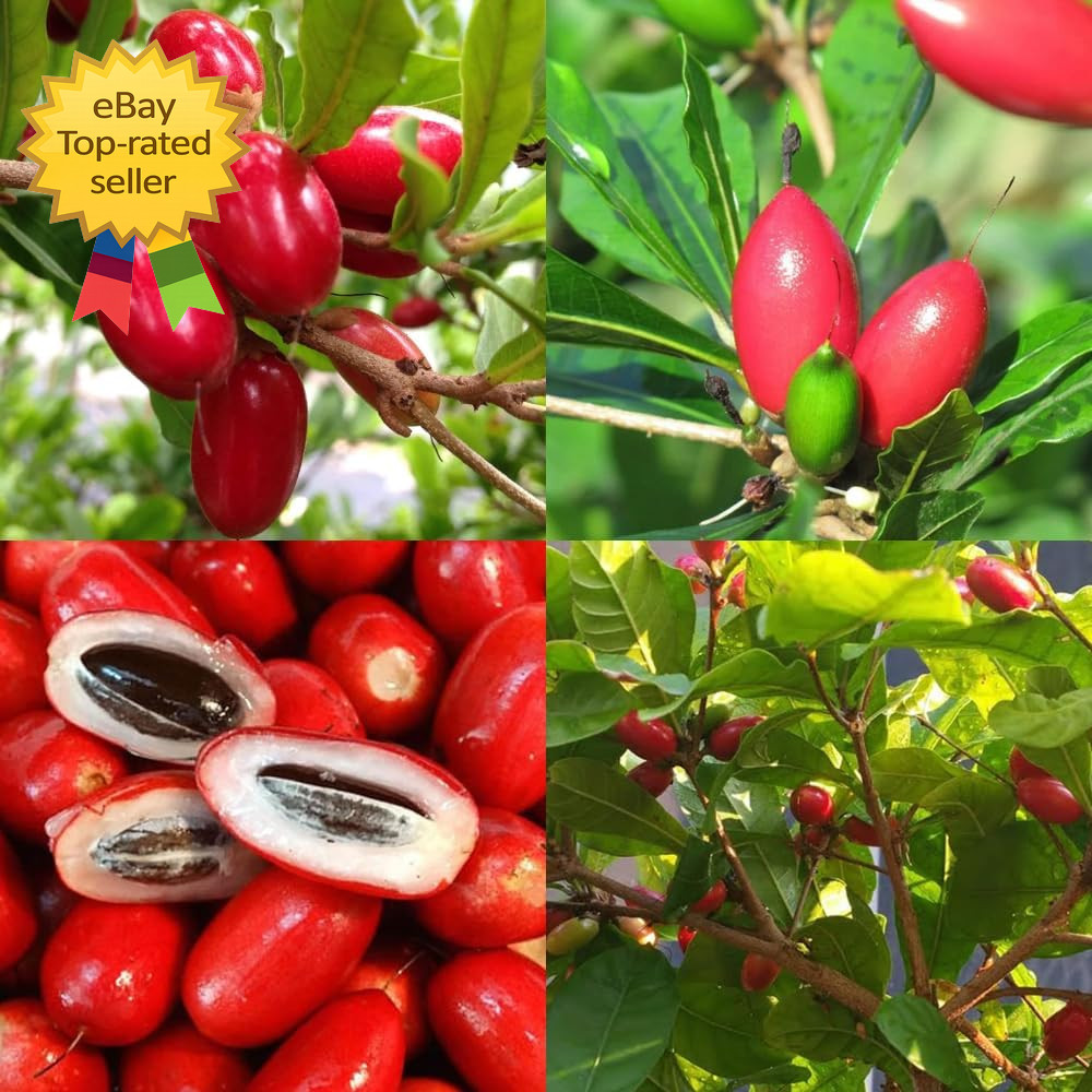 35 Tropical Miracle Berry Seeds Edible Plant Outdoor Garden Non GMO Heirloom Set