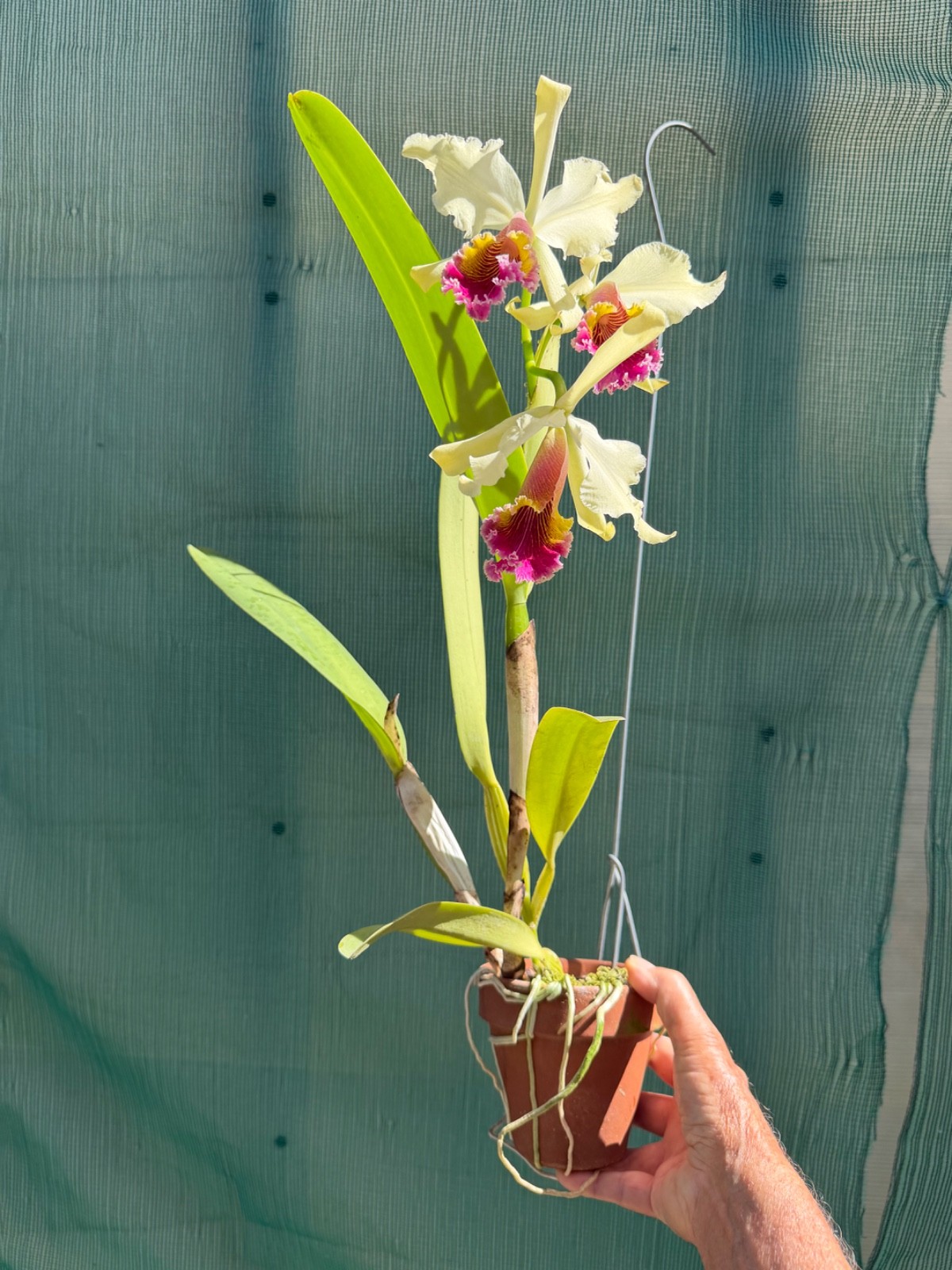 Cattleya TRIUMPHANS orchid plant IN BLOOM dowiana-rex #7