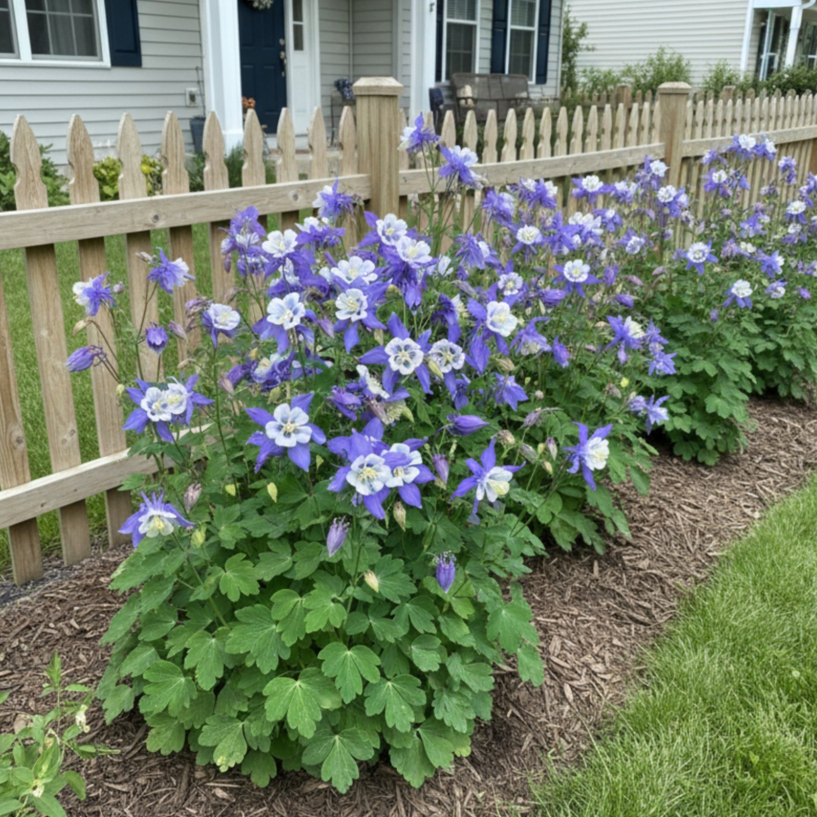 100 Blue and White Columbine Seeds – Hardy Perennial Aquilegia