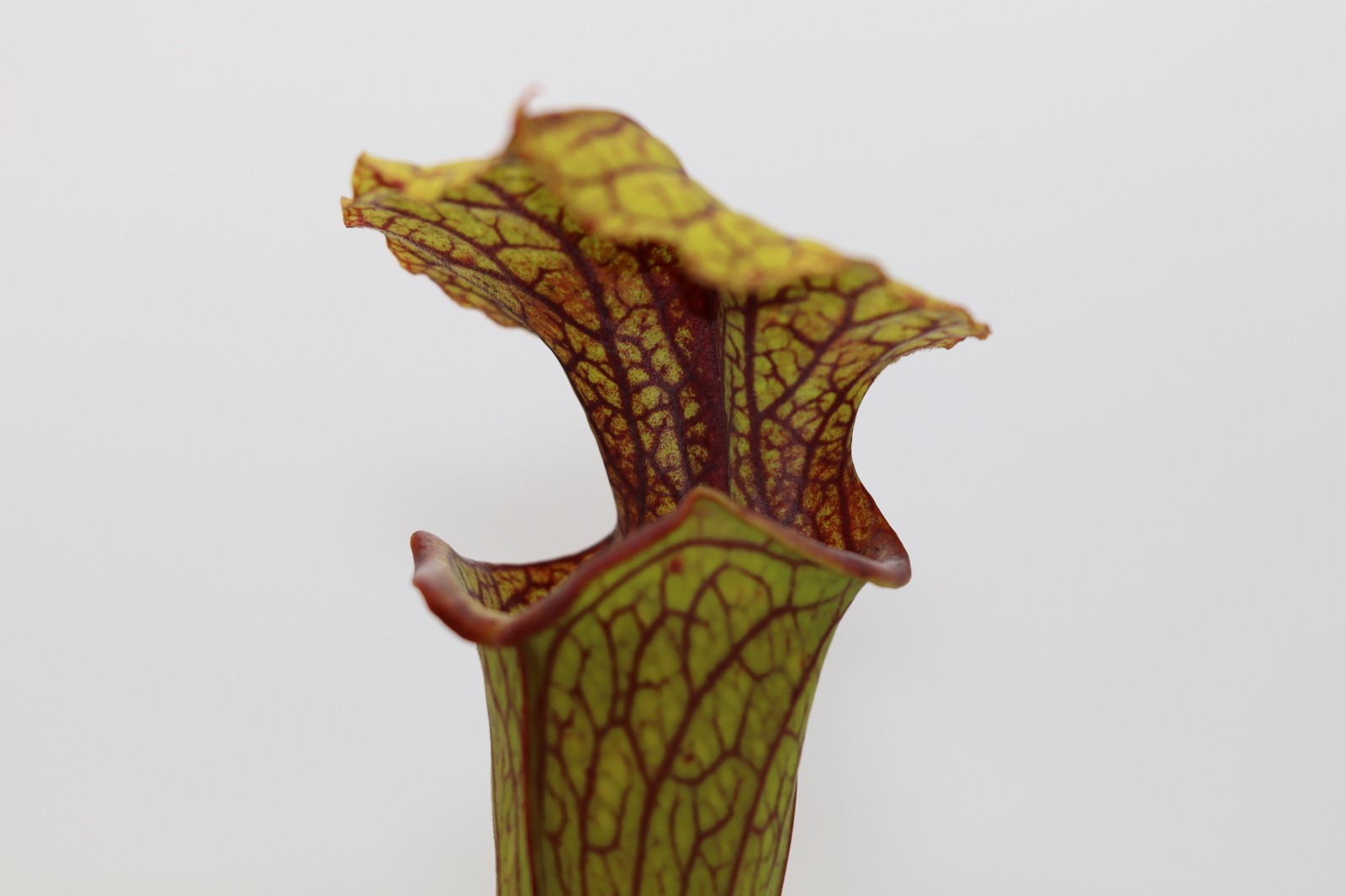 Sarracenia – Oreophila Sand Mountain 4 X Royal Ruby