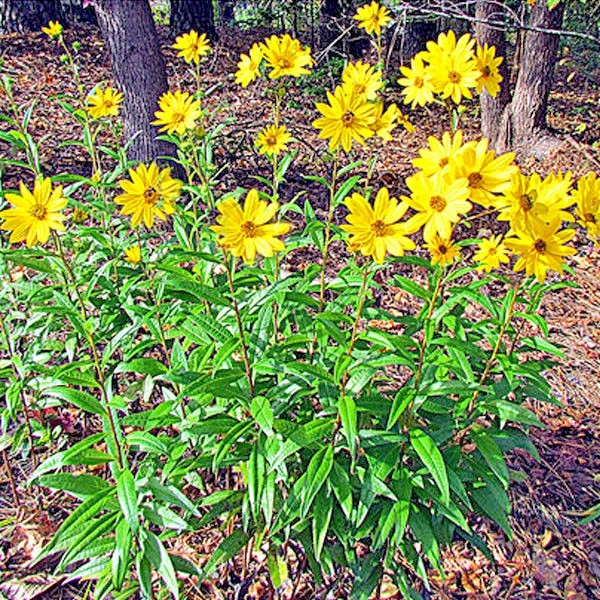 101+SWAMP SUNFLOWER Seeds Perennial Native Wildflower Poor Soils Heat Cold Easy