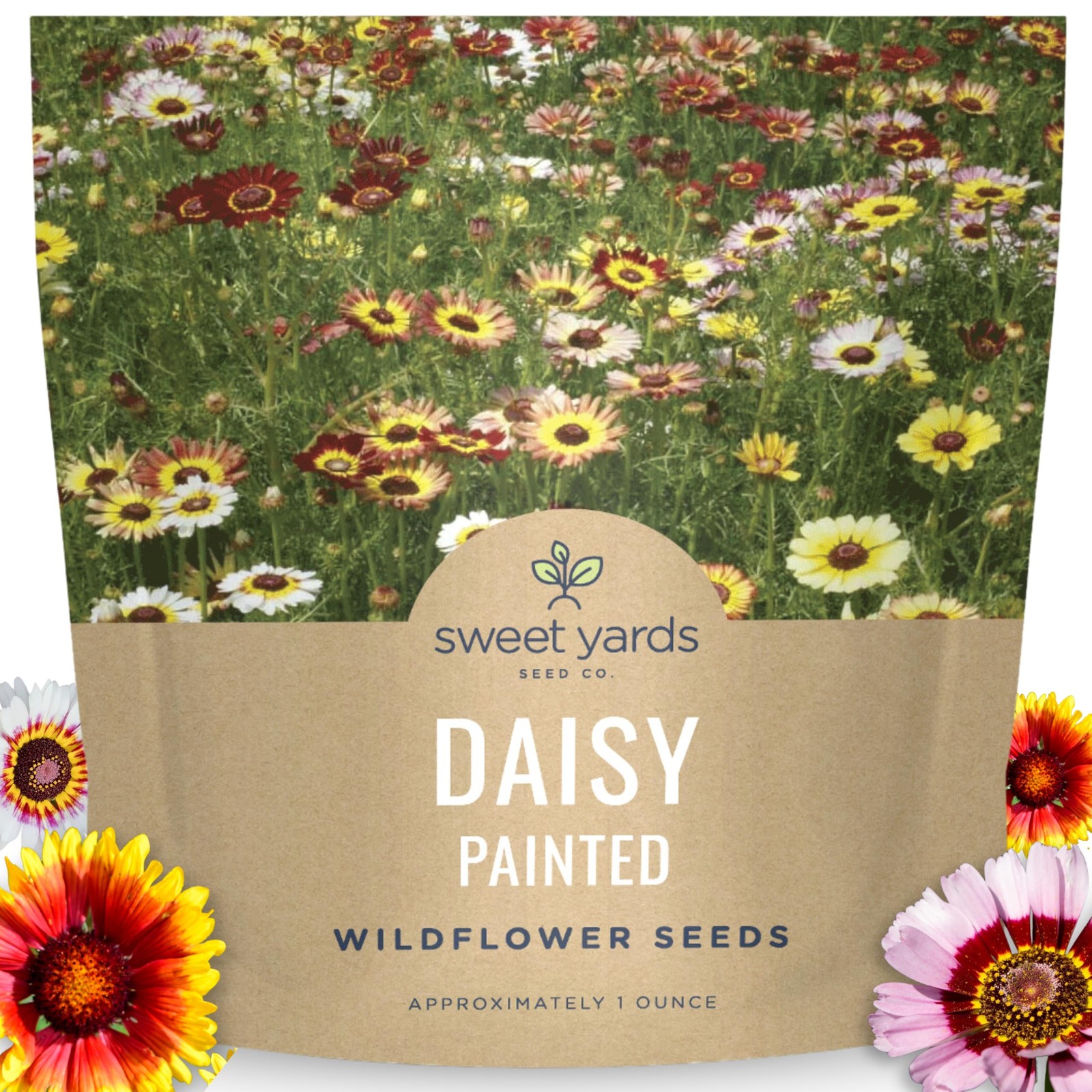 Painted Daisy Large 1 Ounce Packet 10,000 Flower Seeds For Planting Bloom