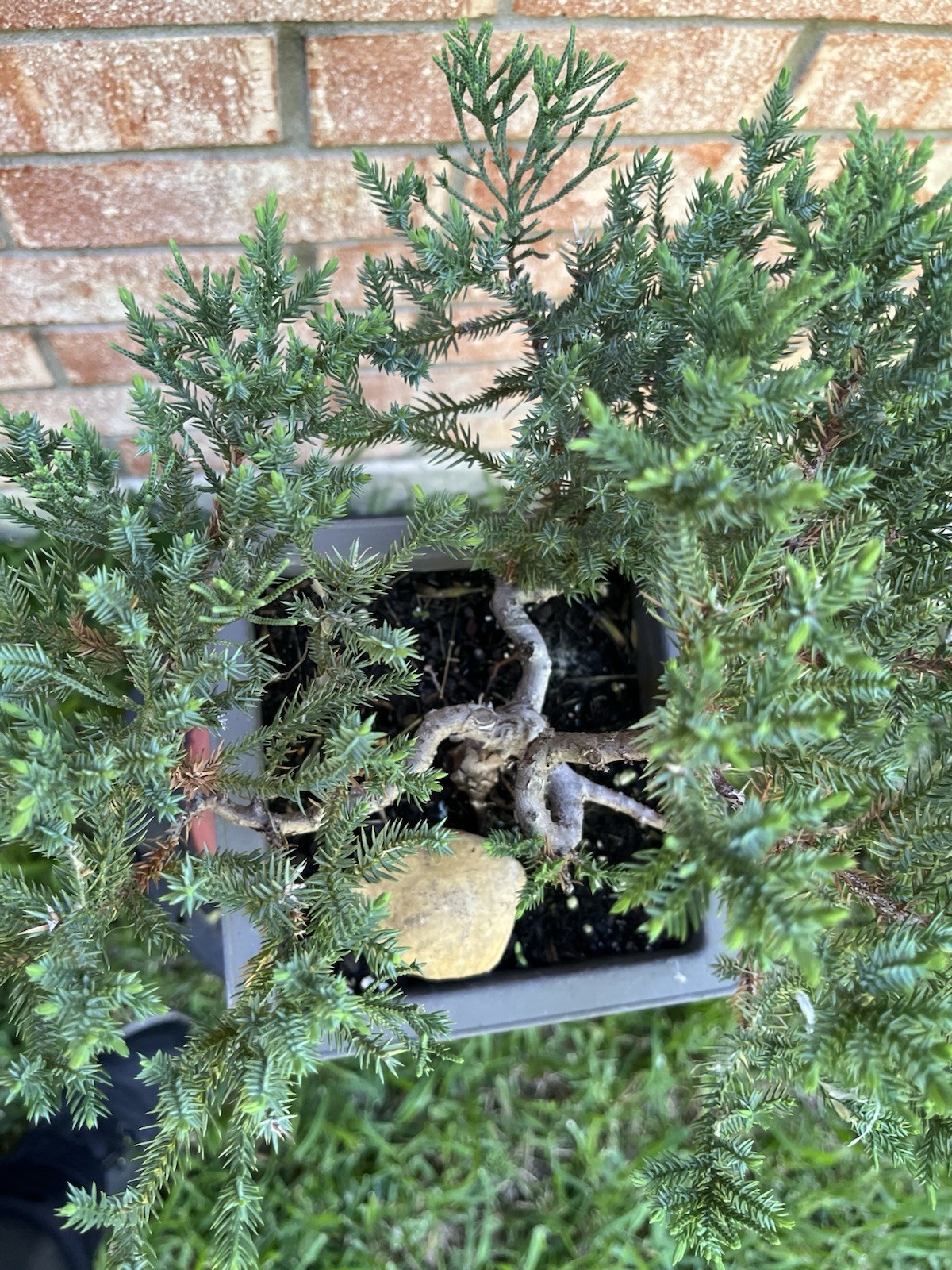 San Jose Juniper Bonsai Thick Twisted Trunk