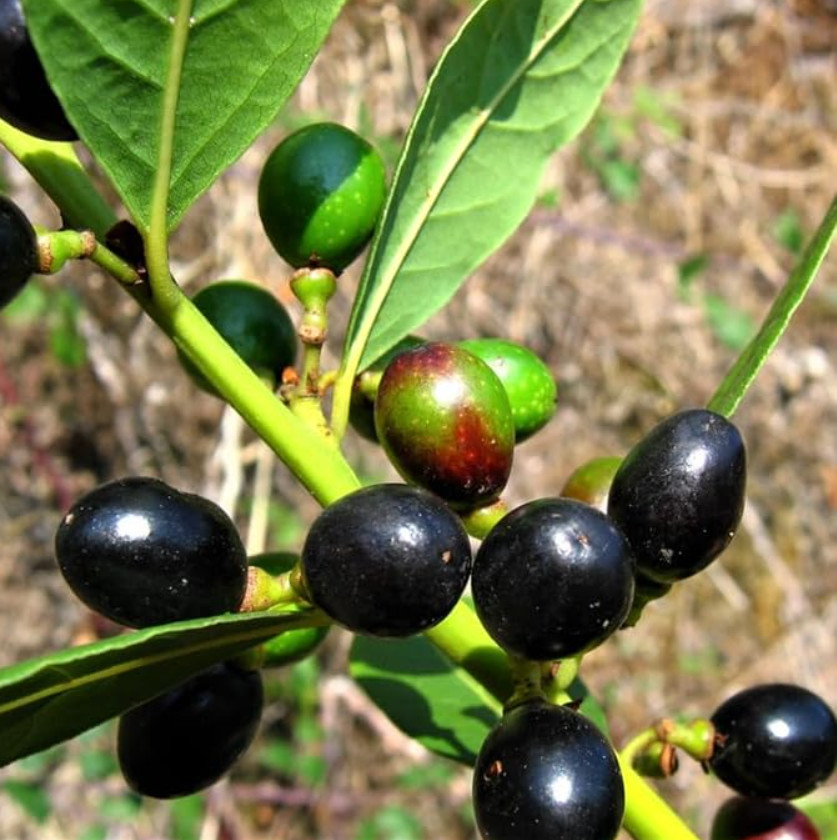 Set of 2 Bay Leaf Trees – Laurus Nobilis – Live Plants in 3″ Pots (8-10″ Tall)