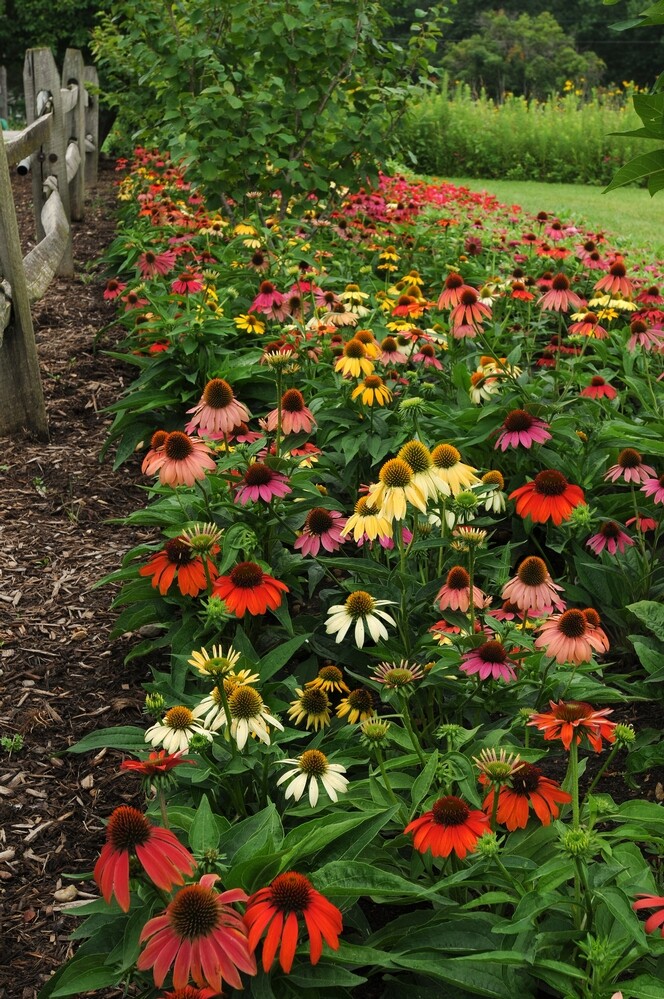 Cheyenne Spirit Coneflower Mix 50+ Fresh Seeds Yellow Red Orange ++ Echinacea