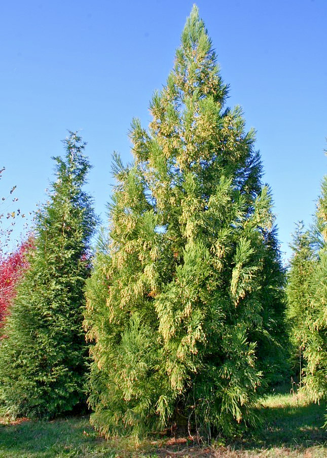 Cryptomeria Yoshino Japanese Cedar Live Tree – 6-10″ Tall – 1 Quart – Zones 6-9