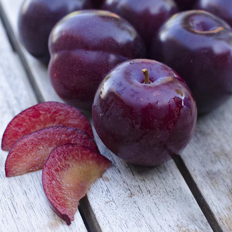 Santa Rosa Plum Tree – 2-3ft – 3Gallon – Prunus salicina – Sweet Juicy Plum Tree