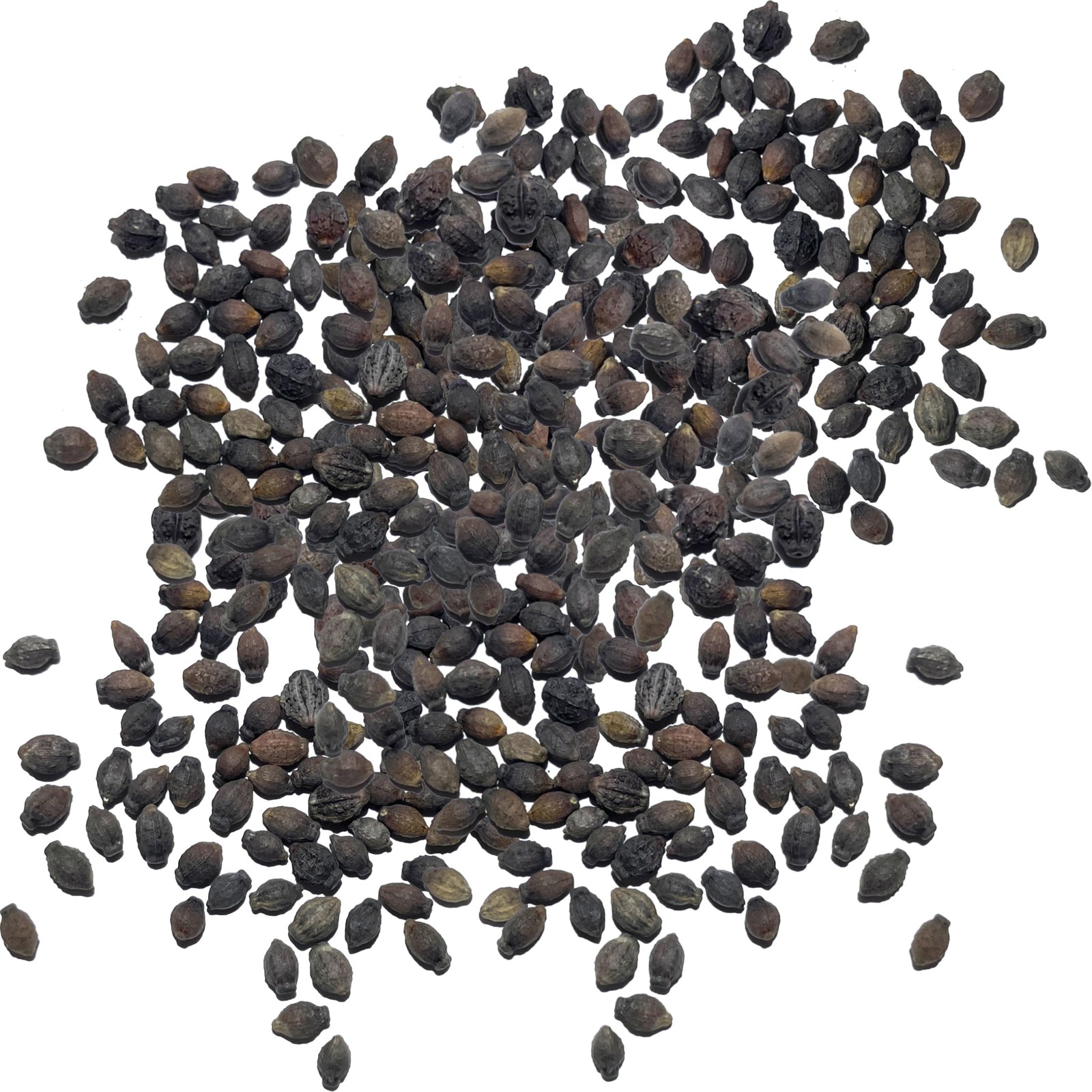 Mixed Color Four O’Clock Seeds | 300+ Heirloom Annual Flower Seeds