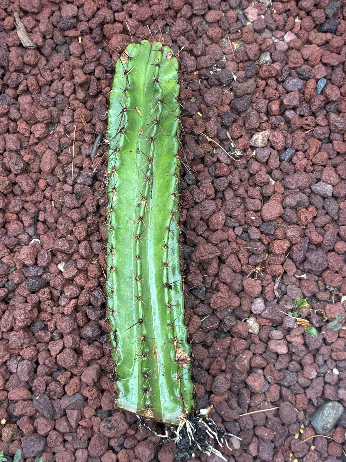 Stenocereus Queretaroensis Rooted Cactus Cutting