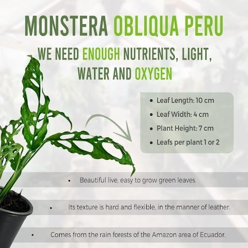 Monstera Obliqua Perú by LEAL PLANTS ECUADOR | Live Plant Easy to Grow Monstera