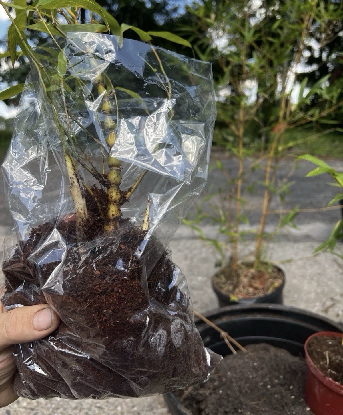 Buddha belly bamboo Valued XL rhizome division