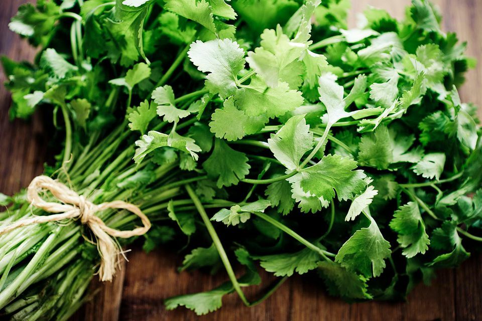 Coriander CILANTRO Seeds Microgreens Heirloom Chinese Parsley Bulk Salad Herbs