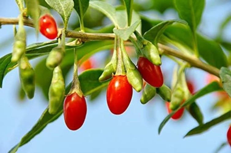 100 Open-Pollinated Goji Berry Seeds – Thriving Heirloom Shrubs for All Soils