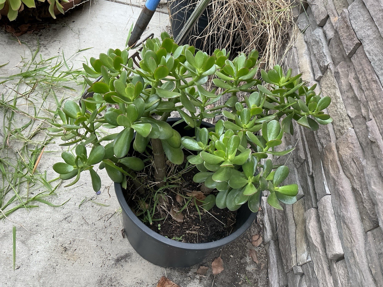 Healthy lush green Crassula Ovata Jade Plant cluster, Rooted 17” 16” 12” Roots