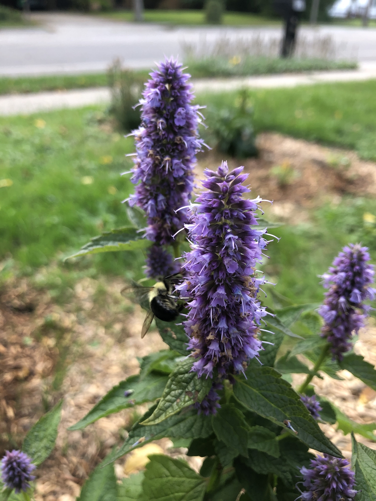 5000 AGASTACHE FOENICULUM Seeds (Anise Hyssop) | NON-GMO | Free shipping