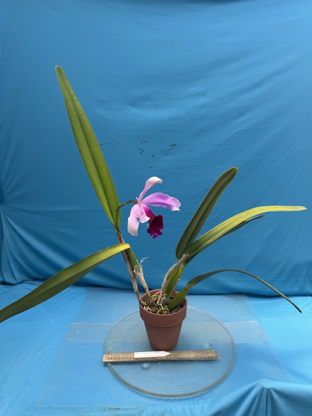 Cattleya purpurata gilbert X Atropurpurea Fragrant Orchid Species 4” Pot (CJ08)
