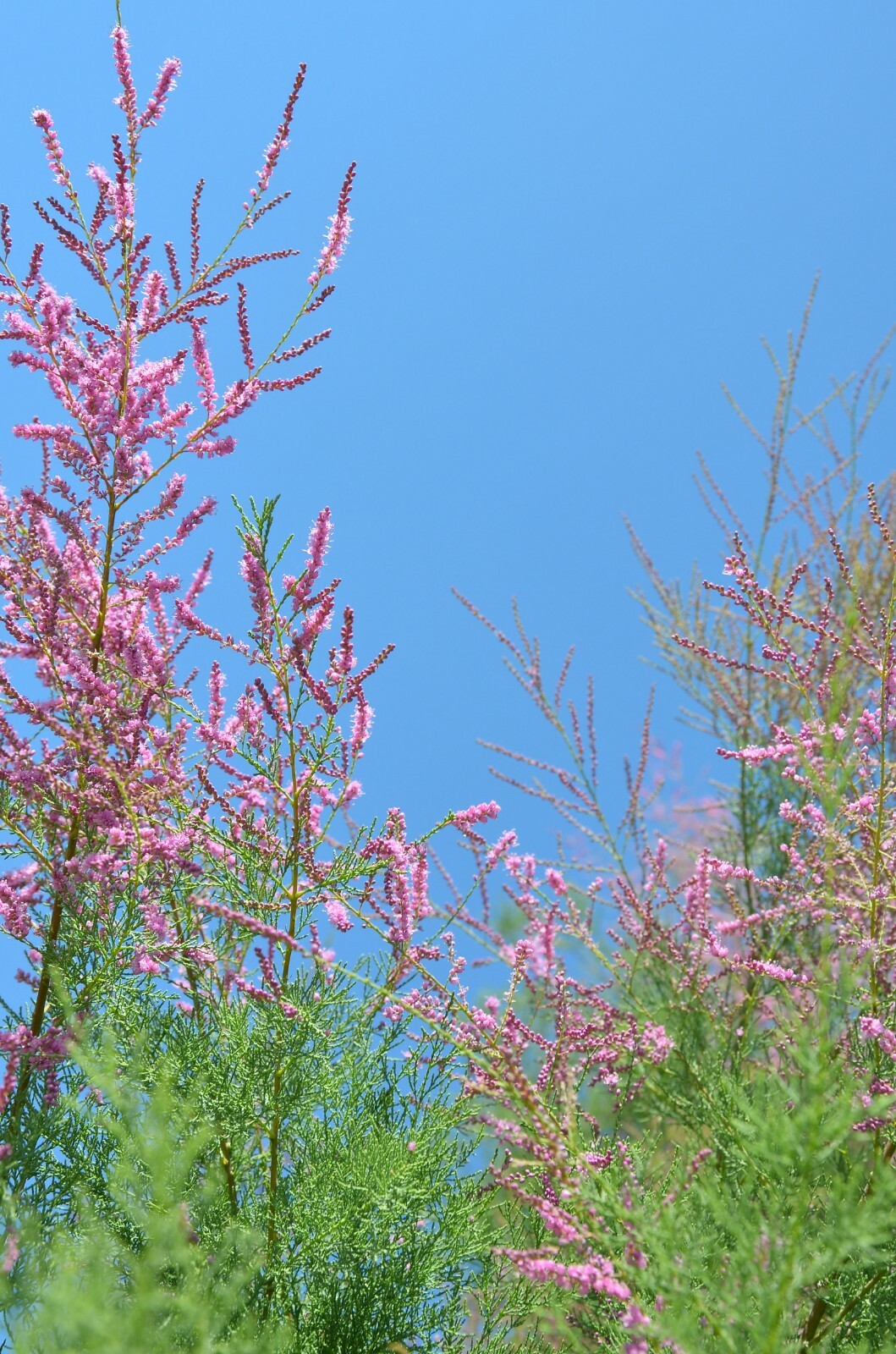 10 Seeds – Pink Cedar tree- Indian Ash -Tropical Tree -Acrocarpus fraxinifolius