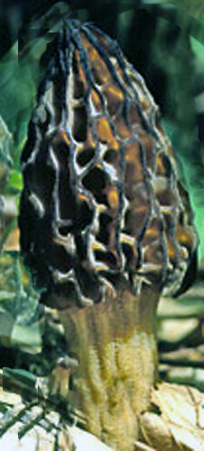 BLACK MOREL mushroom spores/ spawn mycelium (on dried seeds)