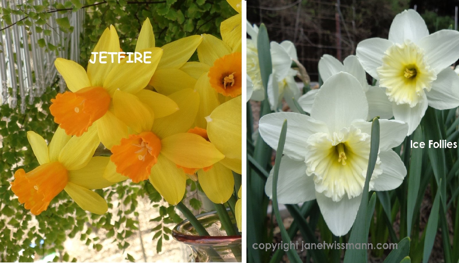 37 DAFFODIL BULBS JETFIRE (miniature) ICE FOLLIES Narcissus FromMyGarden*READ*