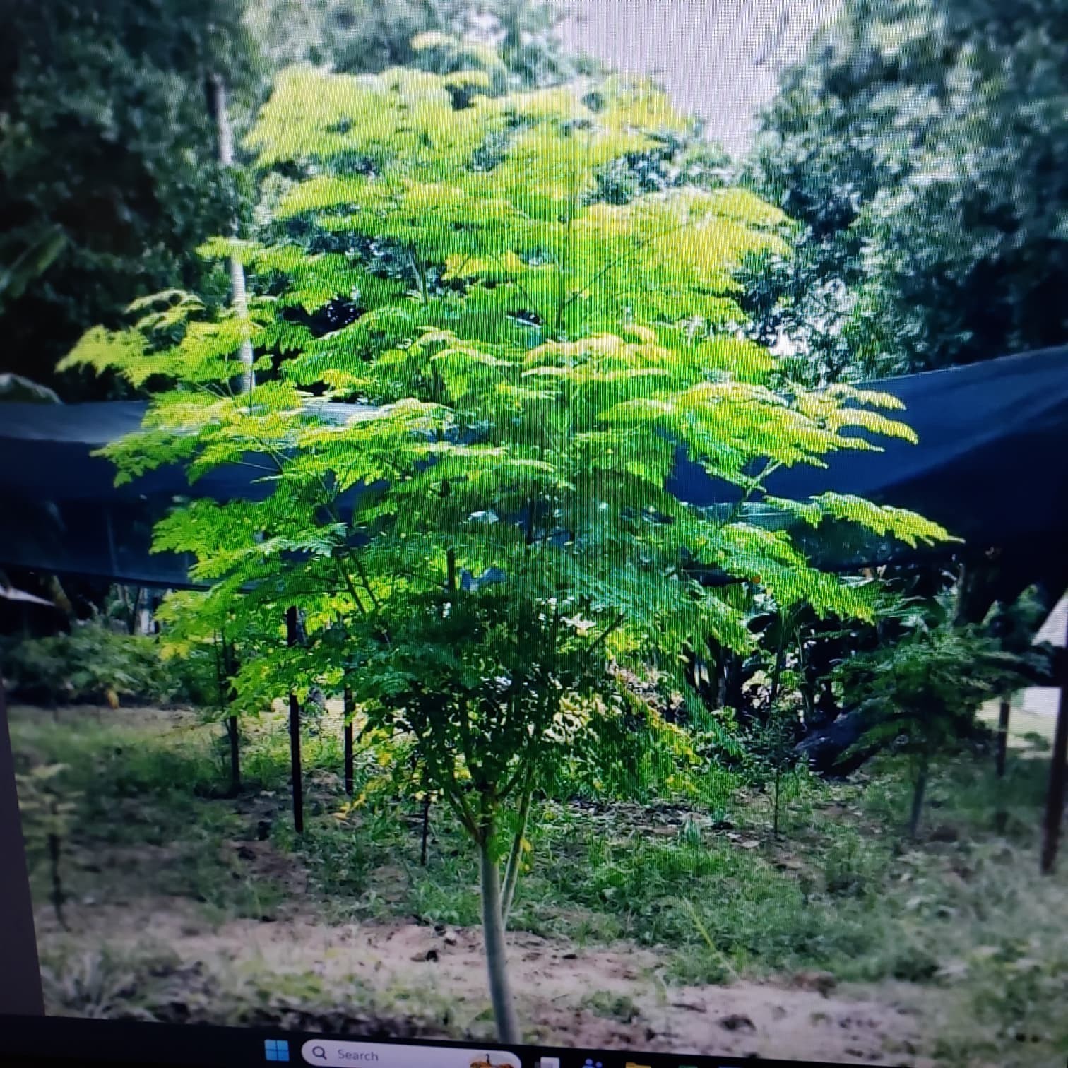 25 Moringa Oleifera -Drumstick Plant Tree Seeds for Planting Organic non GMO