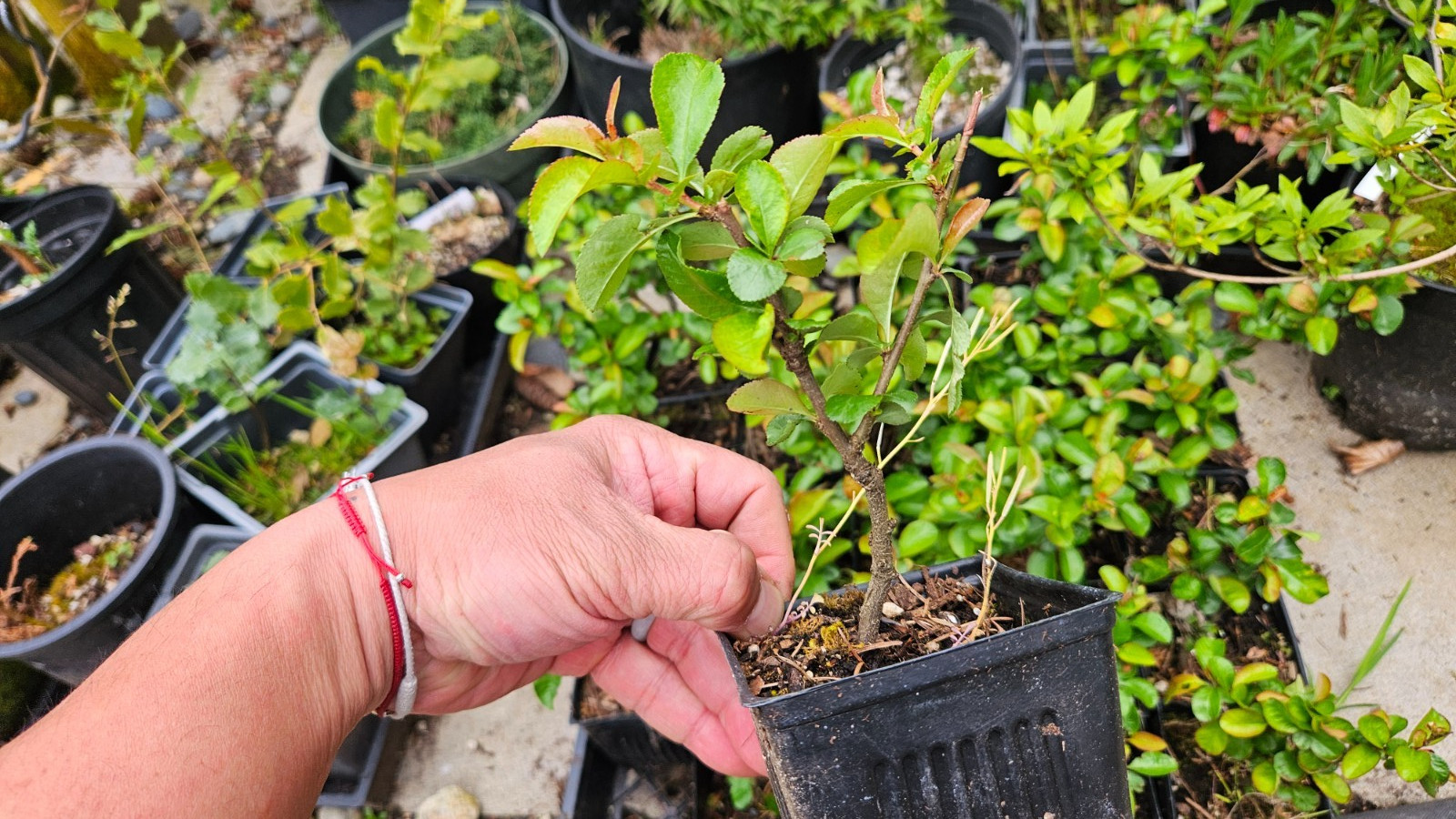 Chaenomeles Speciosa “Texas Scarlet” (Red Flowering Quince) Plant