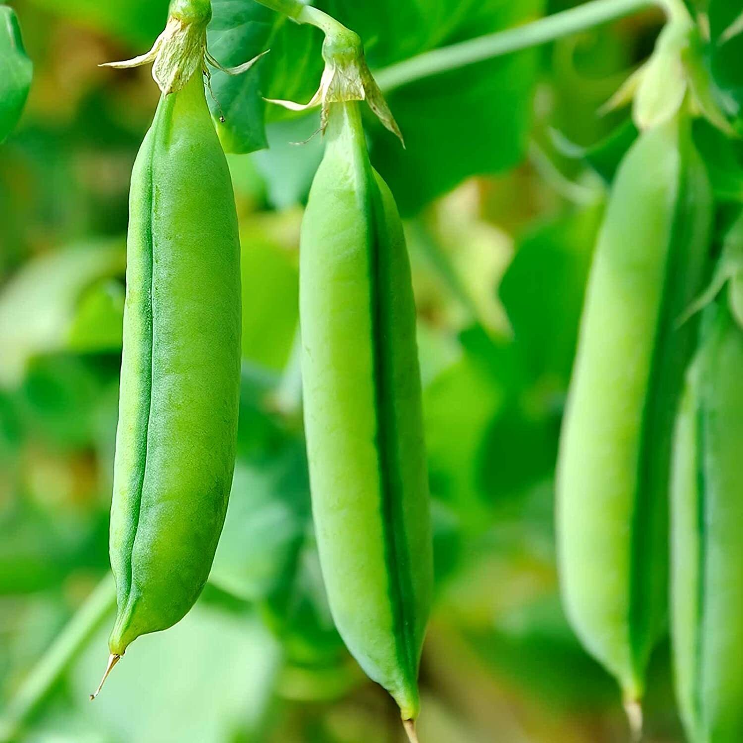 50+ Sugar Snap Pea Seeds HEIRLOOM-NON-GMO, Always Fresh Seeds for Your Garden