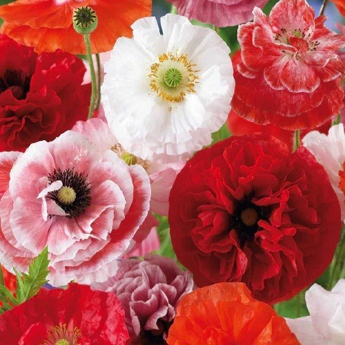20,000+ Shirley Double Petaled Mixed Colors Poppy Seeds Heirloom Organic Non GMO