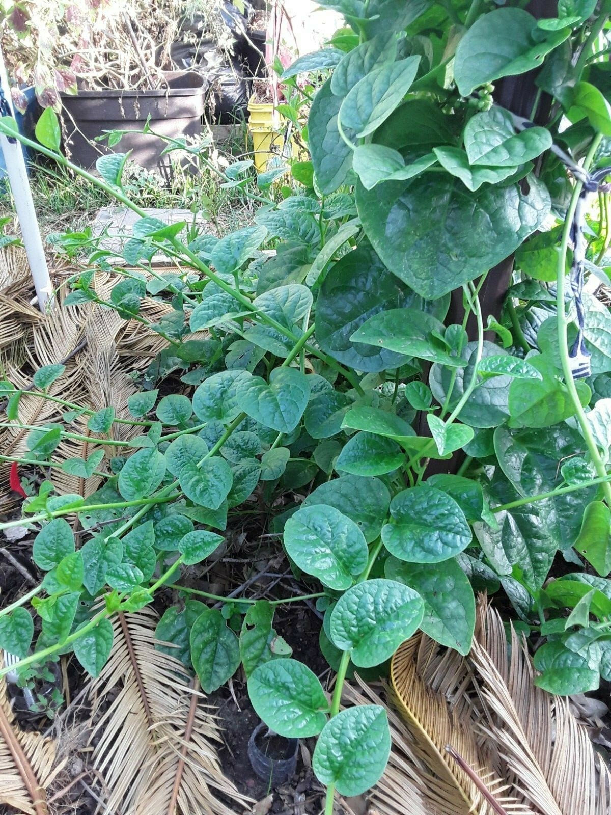 600+ Organic Green Stem Malabar Spinach Alugbati Mong Toi Poi Sang Ceylon seeds